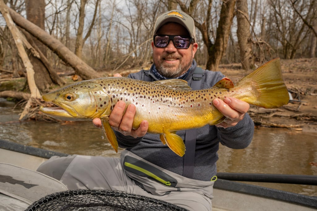 Watauga River Big Brown Trout in March 2025