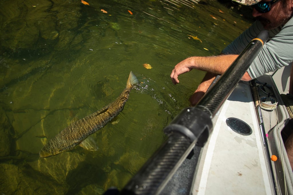 Releasing big brown trout after a fight.