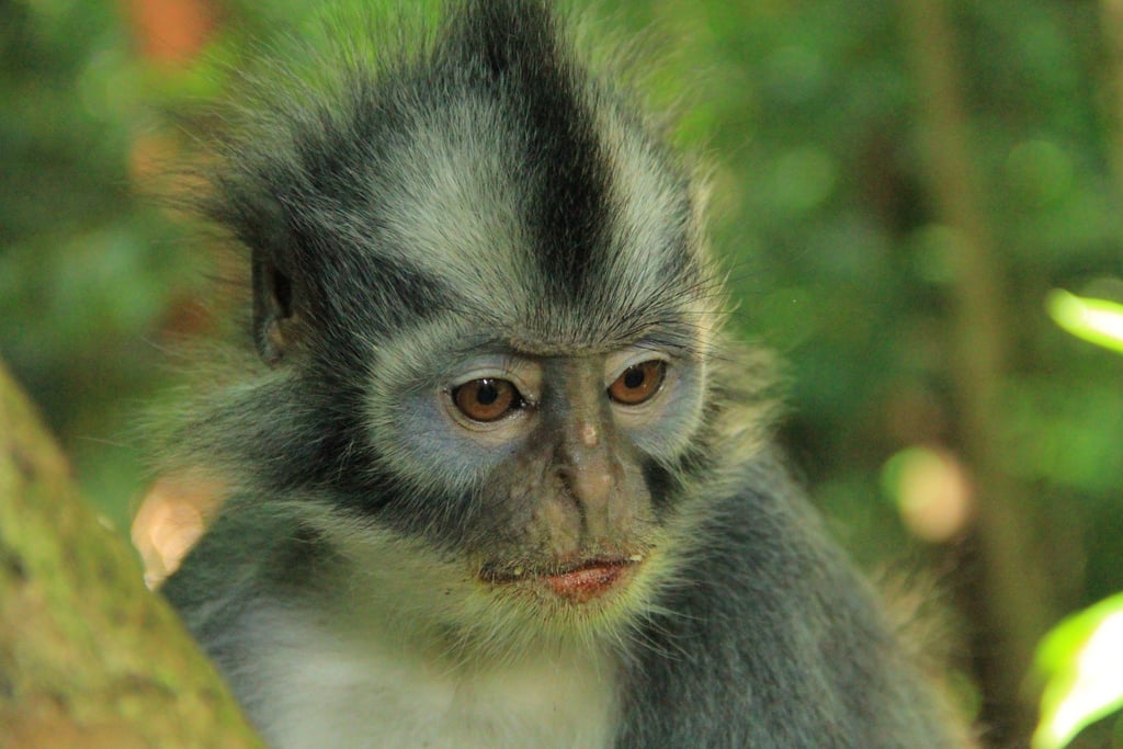 Sumatra Trekking Orangutan