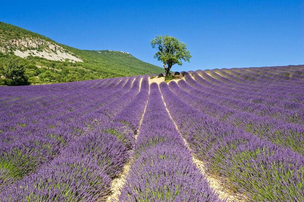 Lavender field in Provence with blue sky Valensole