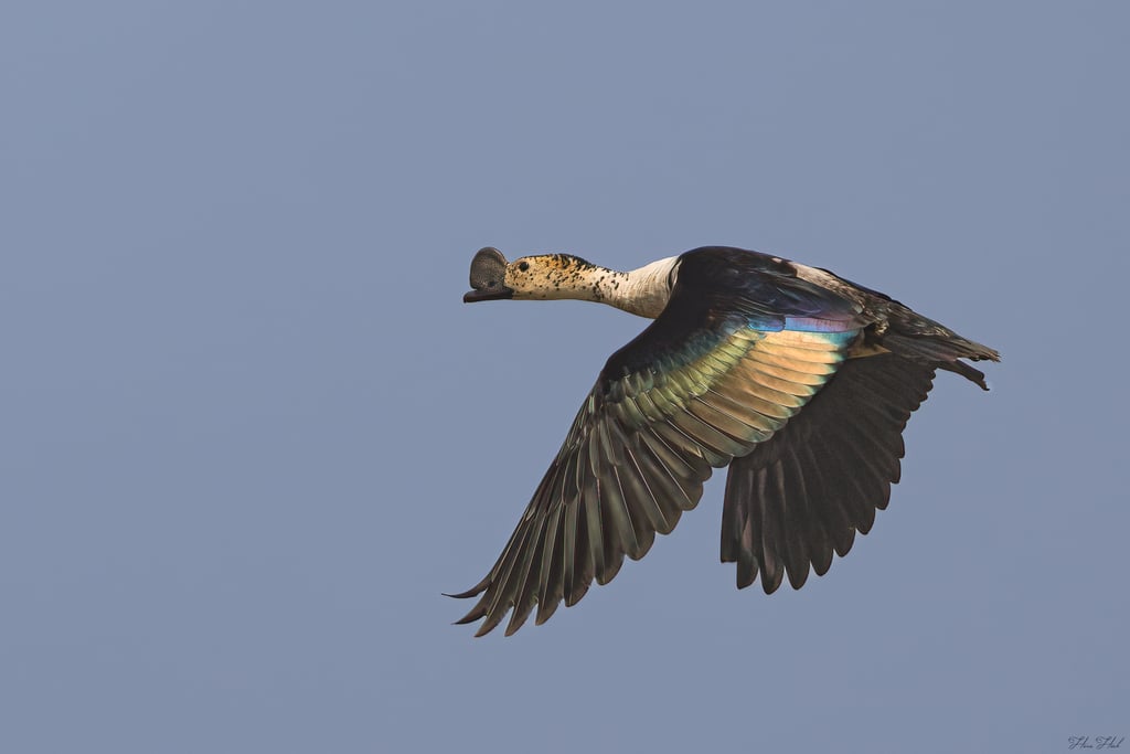 Knob-billed Duck | Birding Adventures Gambia