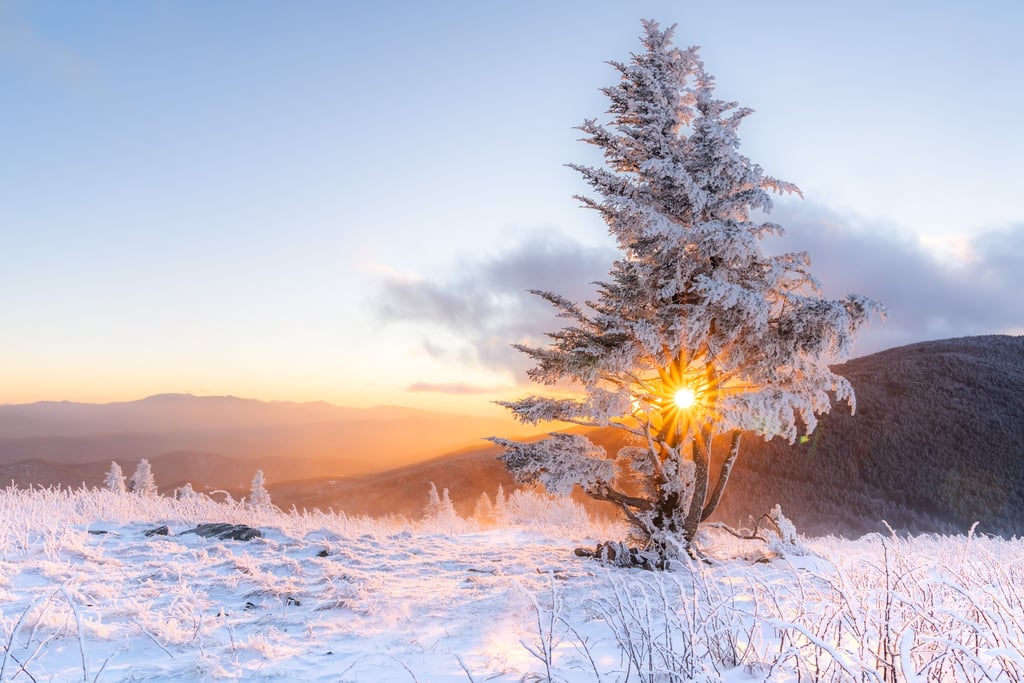 Golden sunrise over a snow-covered mountain landscape with a frozen pine tree and sunburst.
