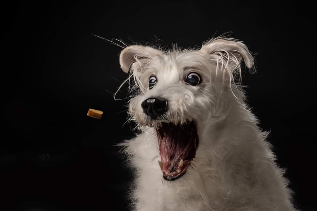 Dog portrait photograph catching treats