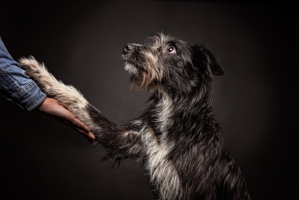 Rough coated black dog shaking paws with owner