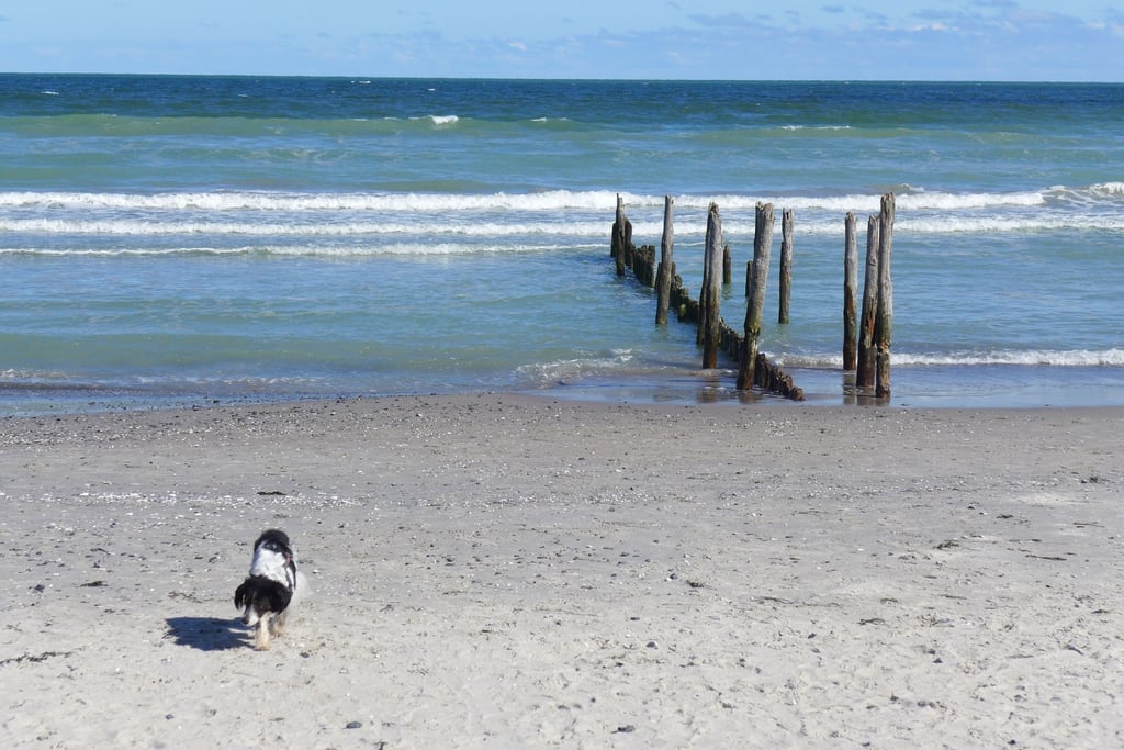 Hund am Strand von Juliusruh auf Rügen