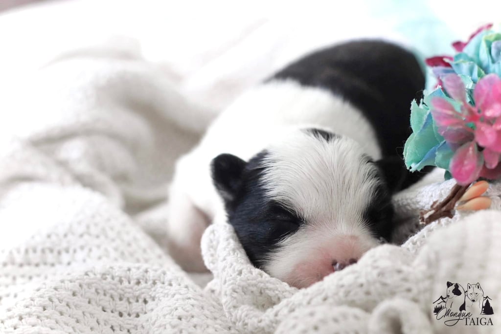 Yakutian laika puppies