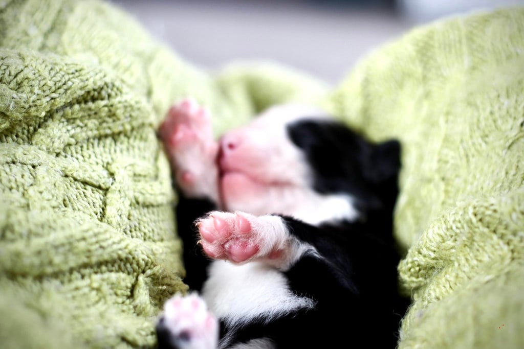 Yakutian laika puppies