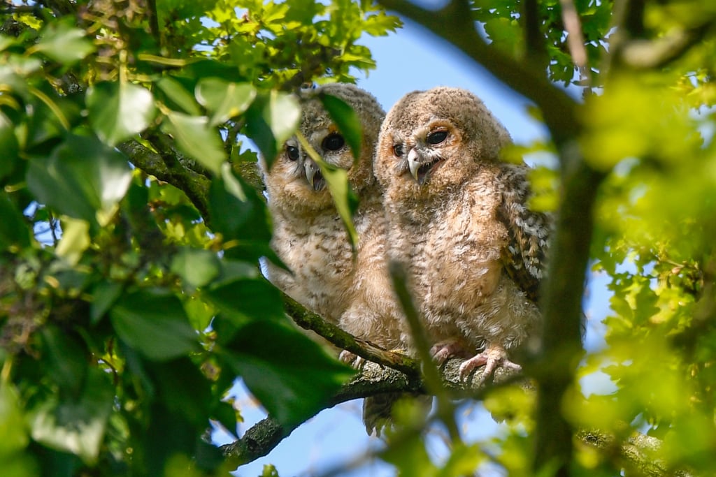 Two Tawny Owlets in Regent's Park.