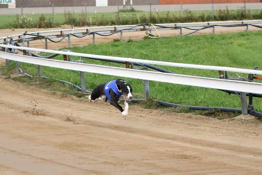racing whippet Raspberry Ripple "Nano" kuva: Minna Leppänen