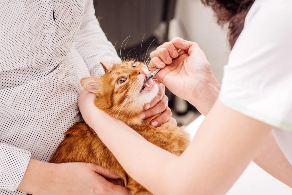 Ginger cat being given oral medication with a syringe by a veterinarian.