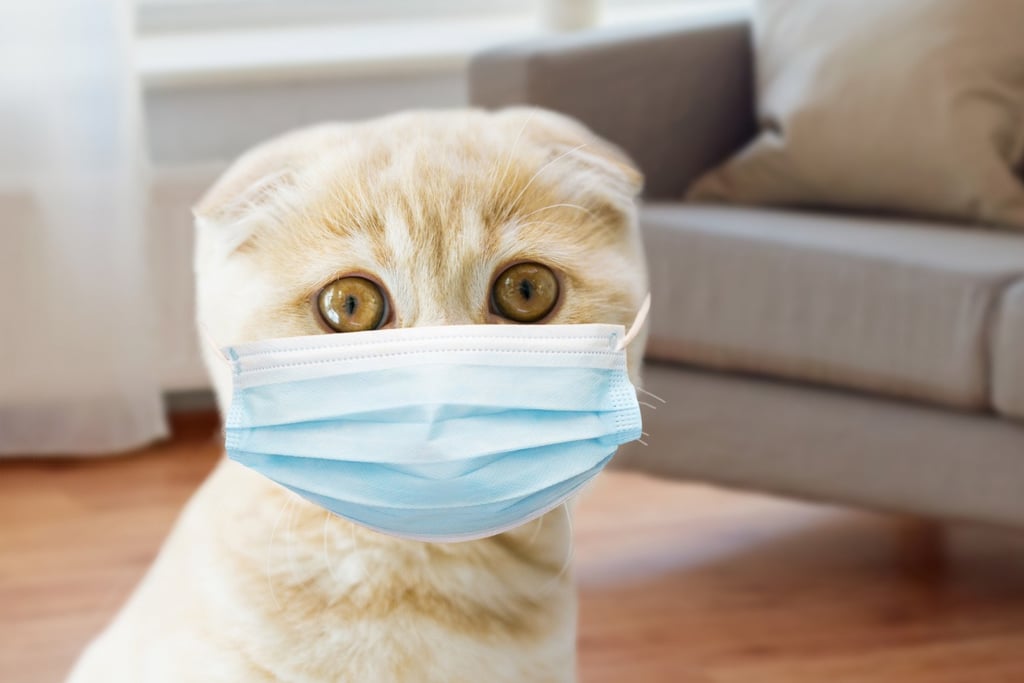 Scottish Fold cat wearing a blue surgical mask, illustrating how contagious feline upper respiratory