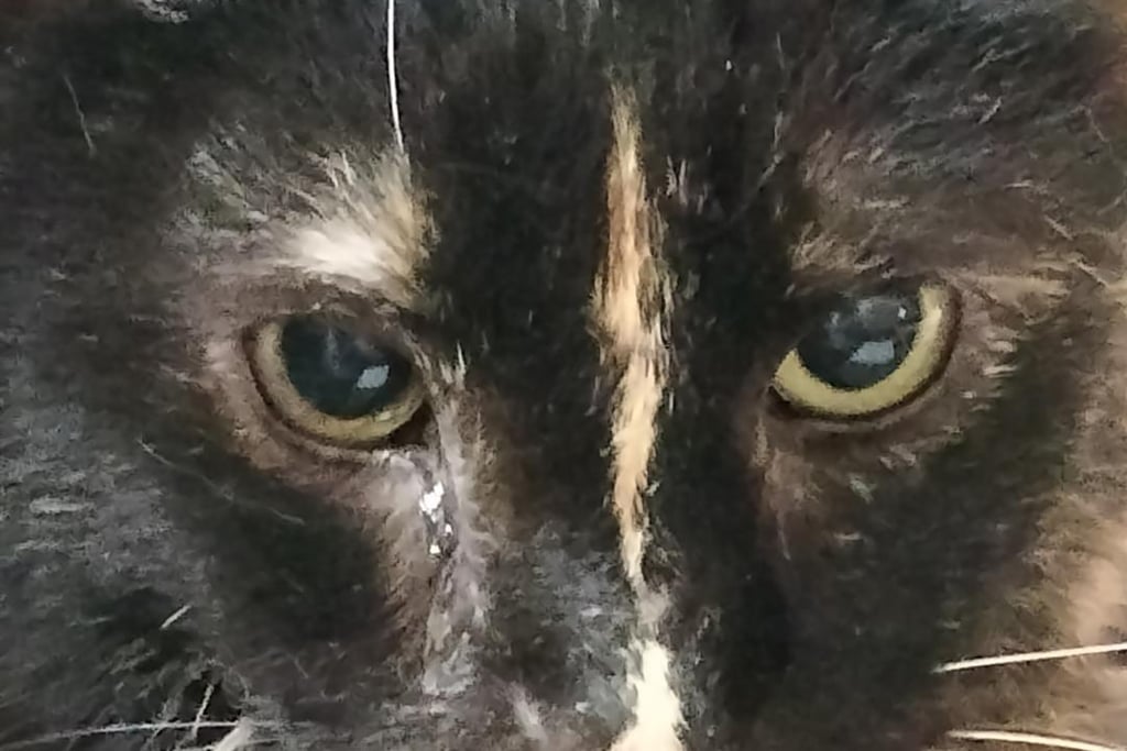 Close-up of tortoiseshell cat Emily  who struggled with chronic Mycoplasma felis infection.