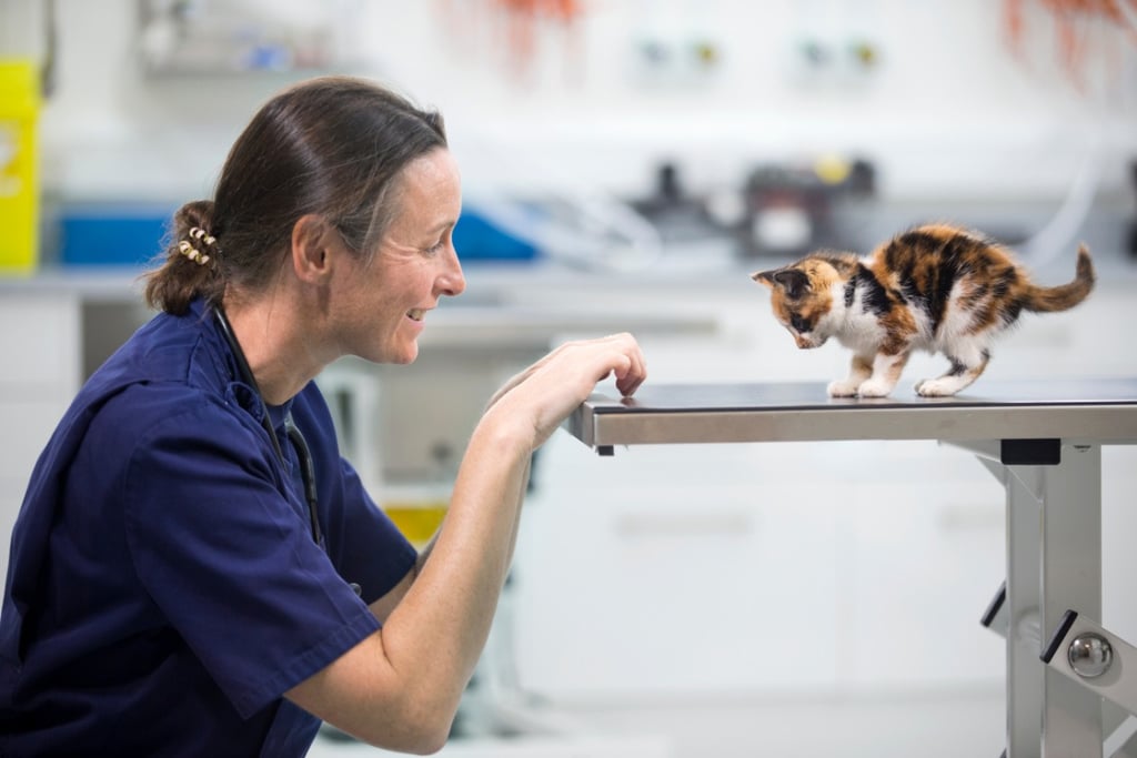 Veterinarian smiling at a calico kitten standing on an exam table during a check-up.