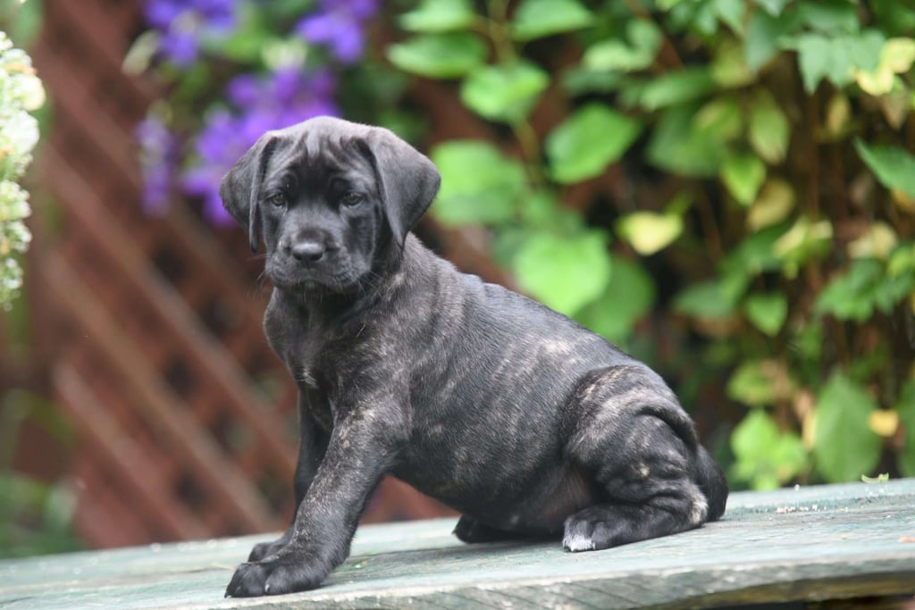 English Mastiff Puppies for Sale