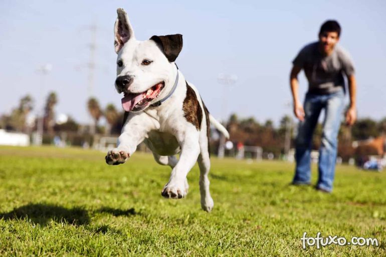 a dog is running through the grass in a park