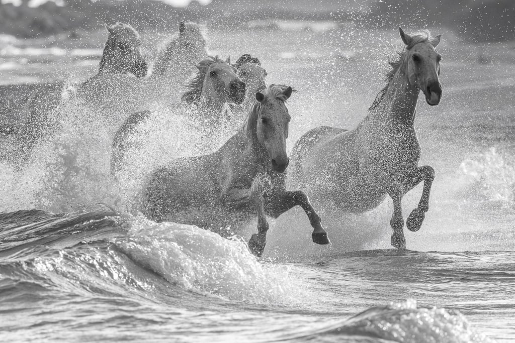 a group of horses running through the ocean