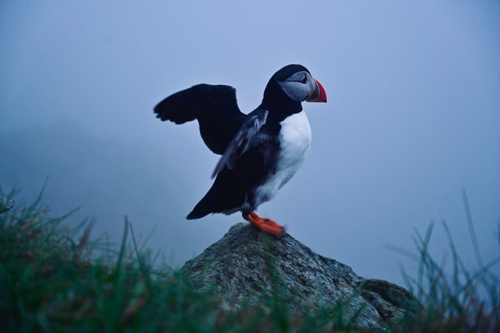 a puffer bird standing on a rock
