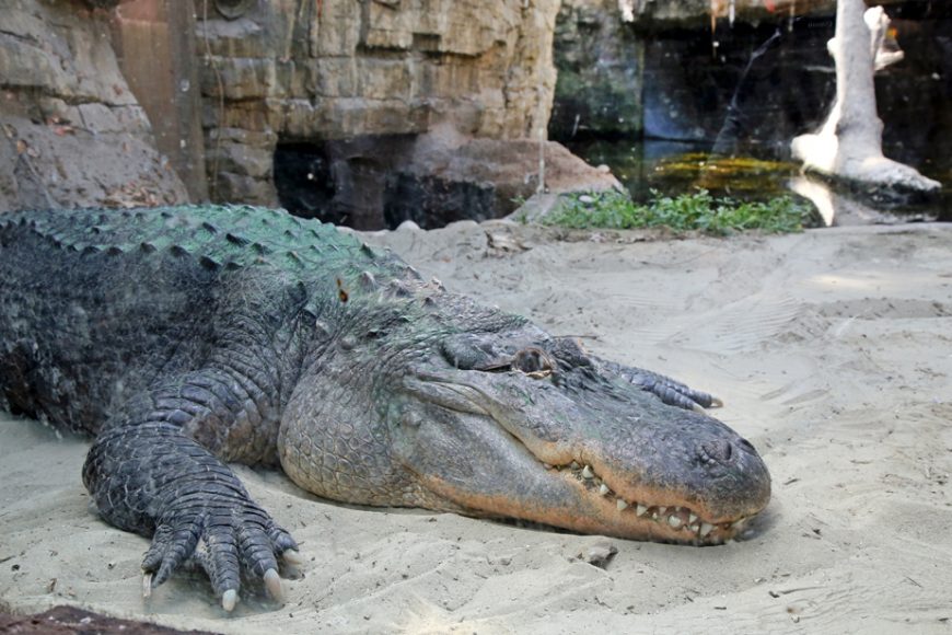 Coccodrillo Oltremare