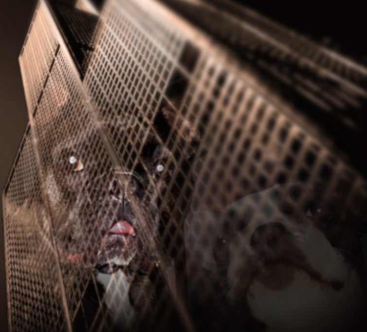 Hintergrundbild Frenchie