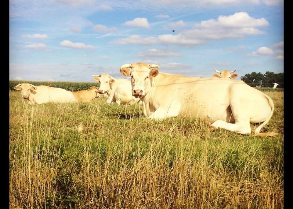 Cows in a field.