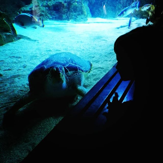 A turtle in an aquarium.