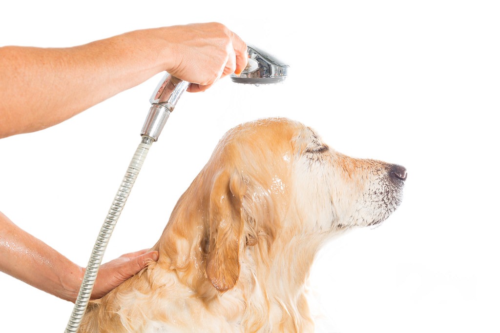 Labrador retriever getting a bath