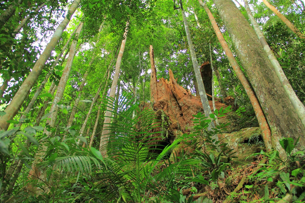 Bukit Lawang Trekking 