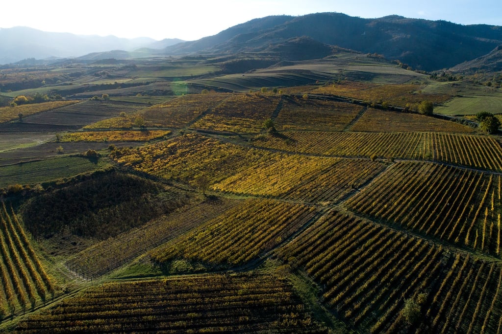 Aerial view of a sprawling vineyard landscape with golden autumn grapevines and mountain backdrop.