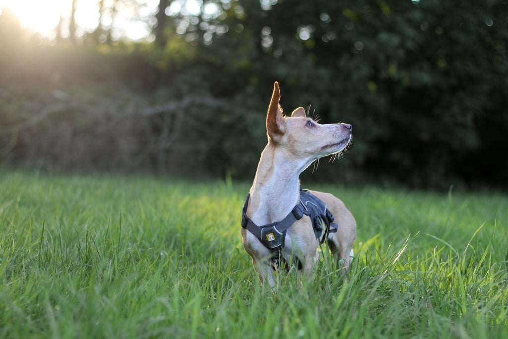 photographe animalier lyon chien photographie