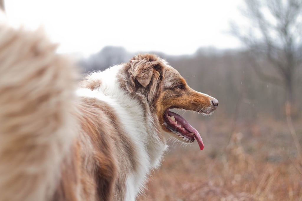 photographe animalier lyon chien photographie