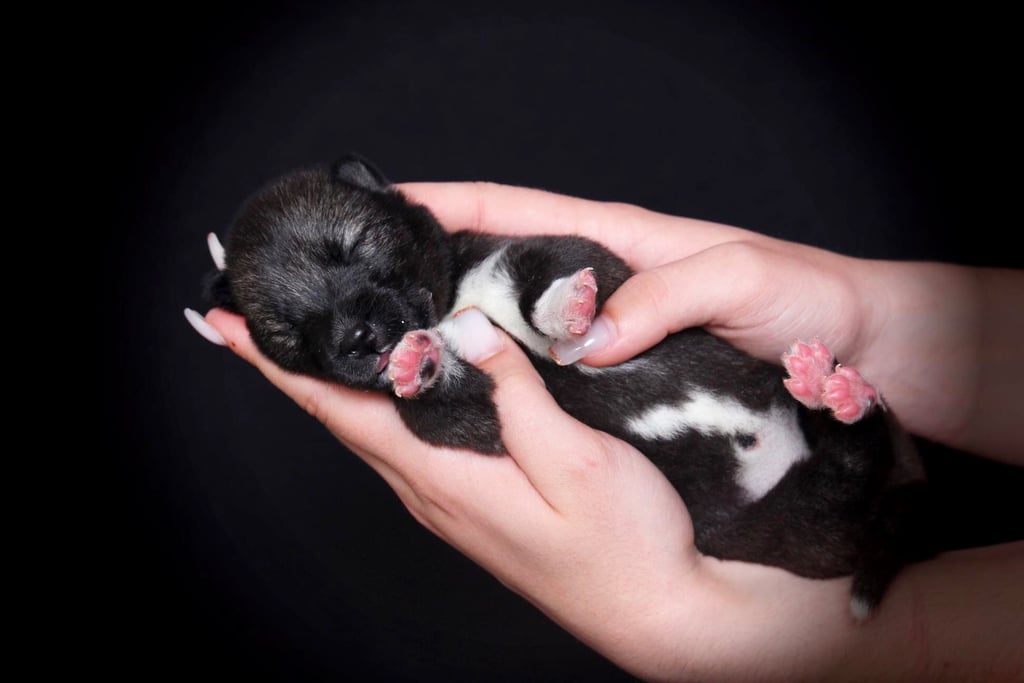Huskywelpe agoutifarben liegt in der Hand.