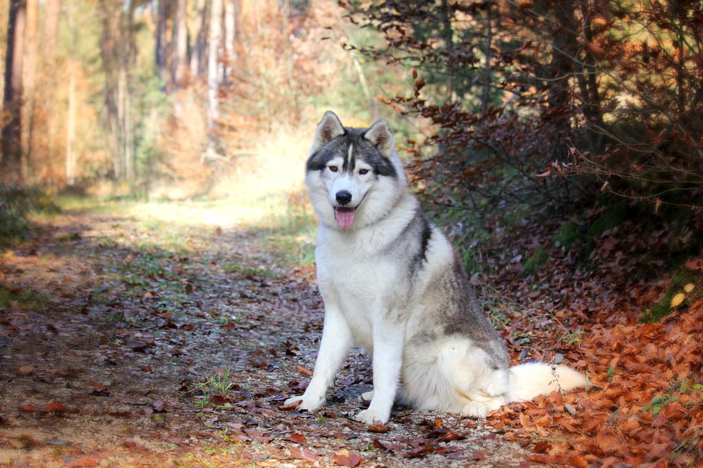 Rudelchef Apache sitzt in schöner Herbstlandschaft.
