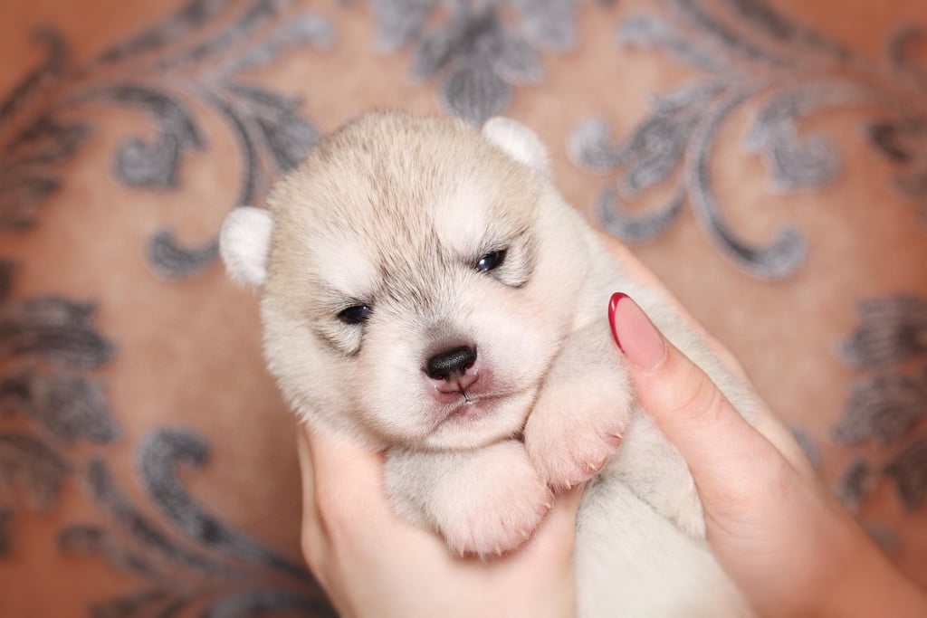 Grau-weißer Husky Welpe.