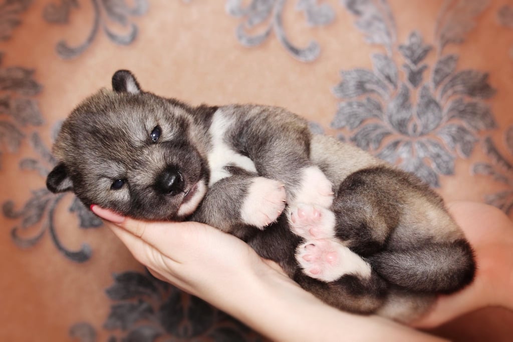Agoutifarbener Huskywelpe.