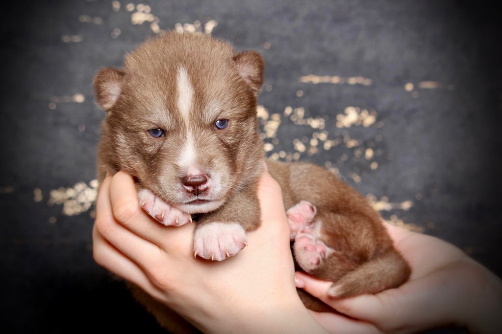 Huskywelpe beim Fotoshooting.