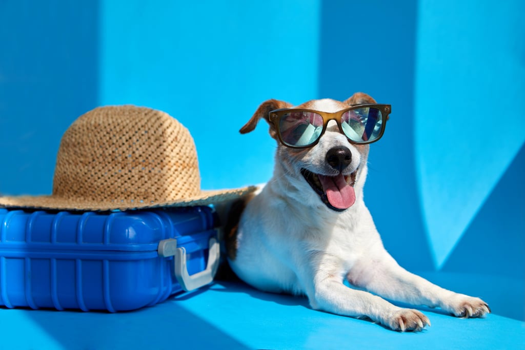 Un Jack Russell Terrier feliz con gafas de sol junto a una maleta azul y un sombrero de paja.