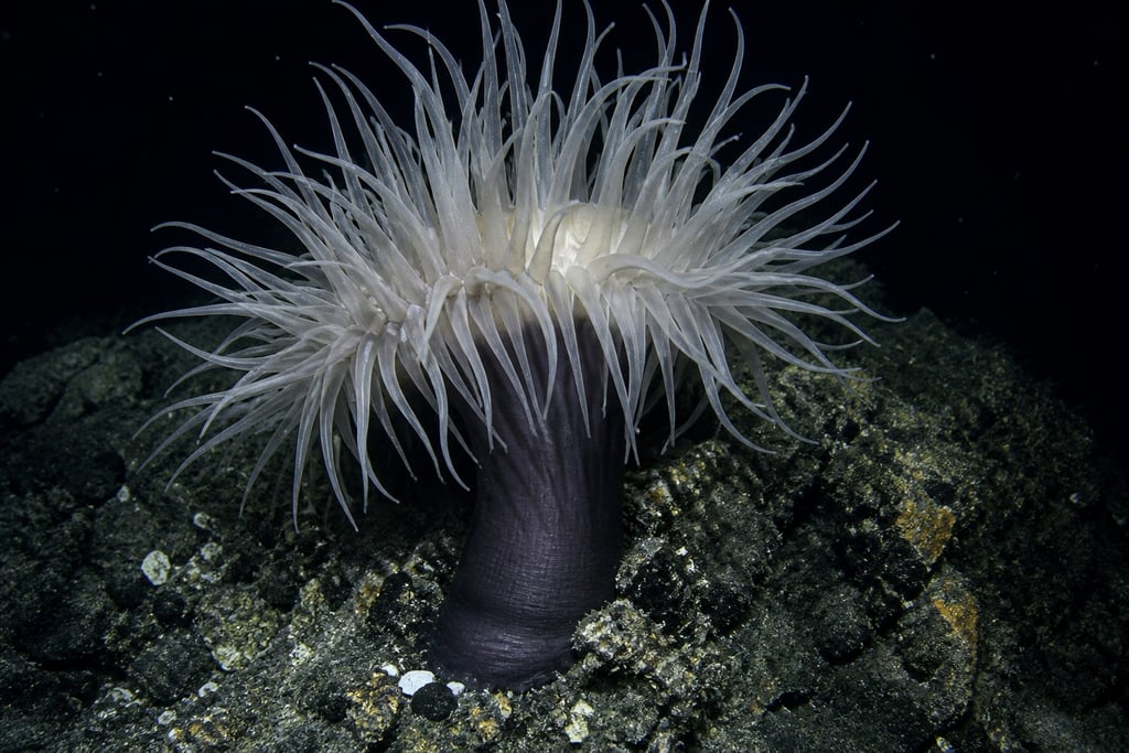 A large deep-sea anemone with translucent white tentacles attached to a dark rocky seafloor.