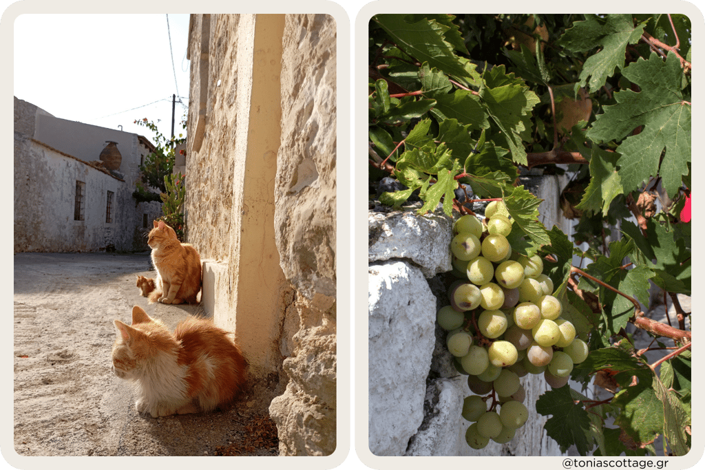 Green grapes and cats on the streets of Alagni Village near Tonia's Cottage