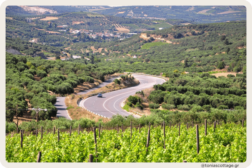 "Scenic car trip on a green Heraklion road, surrounded by olive groves