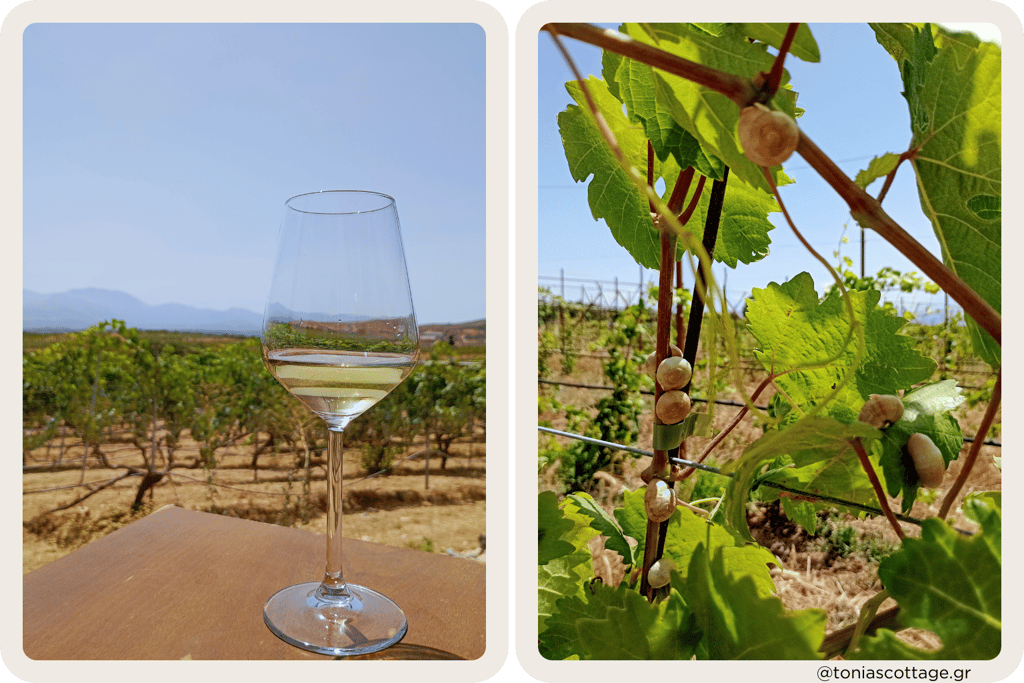 Lyrarakis Winery in Crete, with a glass of local wine and snails on the vine leaves