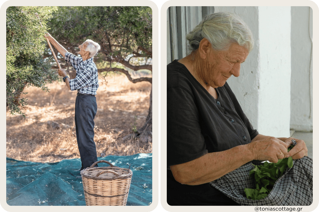 An Elderly Cretan man picking olives and a woman sorting greens