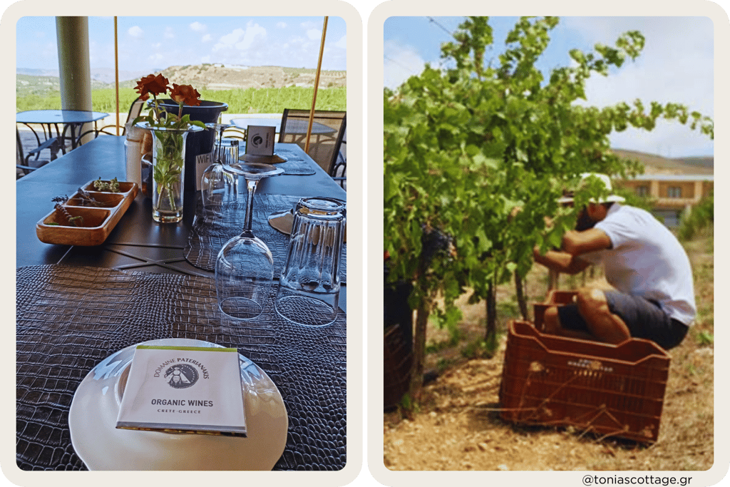 Paterianakis Winery table set for a wine tasting, with fresh grapes being gathered in the vineyard