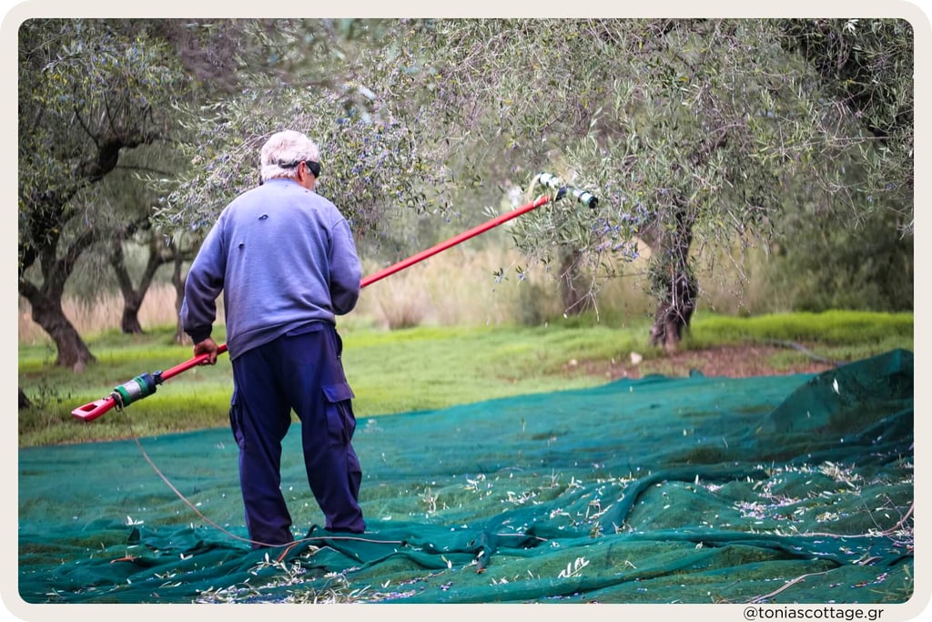 Olive farmer harvesting in a grove with nets spread under the trees