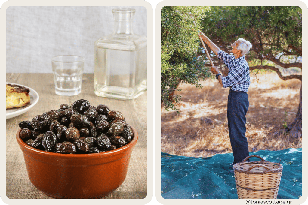 Man harvesting olives from a tree, and table featuring glasses of raki and bowl of Cretan olives