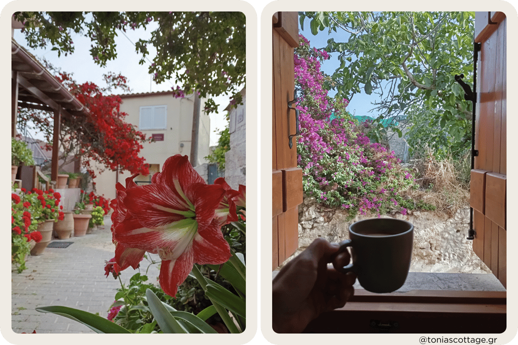 Red striped amaryllis flower in a Greek courtyard next to a coffee cup by an open window.