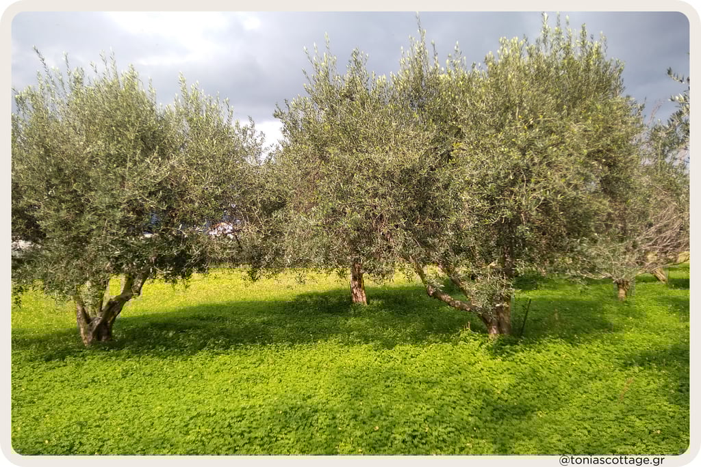 Olive grove with silver-green trees on lush green grass under a cloudy sky