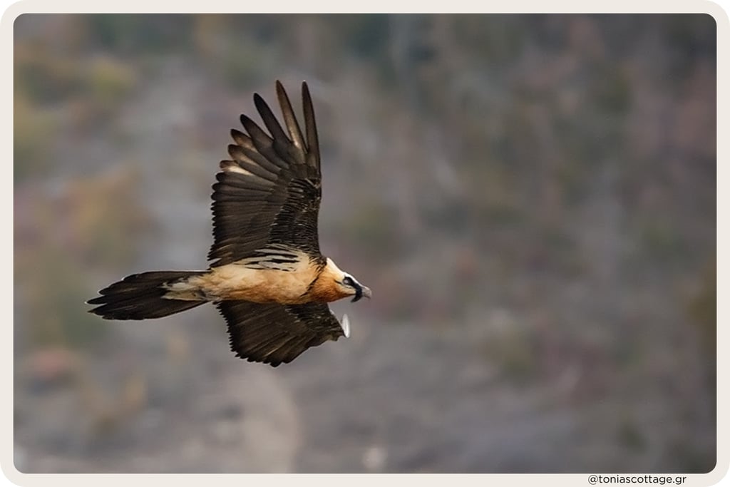 Bearded vulture (Gypaetus barbatus) flying over the mountainous landscape of Asterousia in Crete