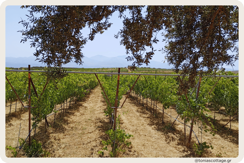 Lyrarakis Winery in Crete, with a sunlit view of the vineyards