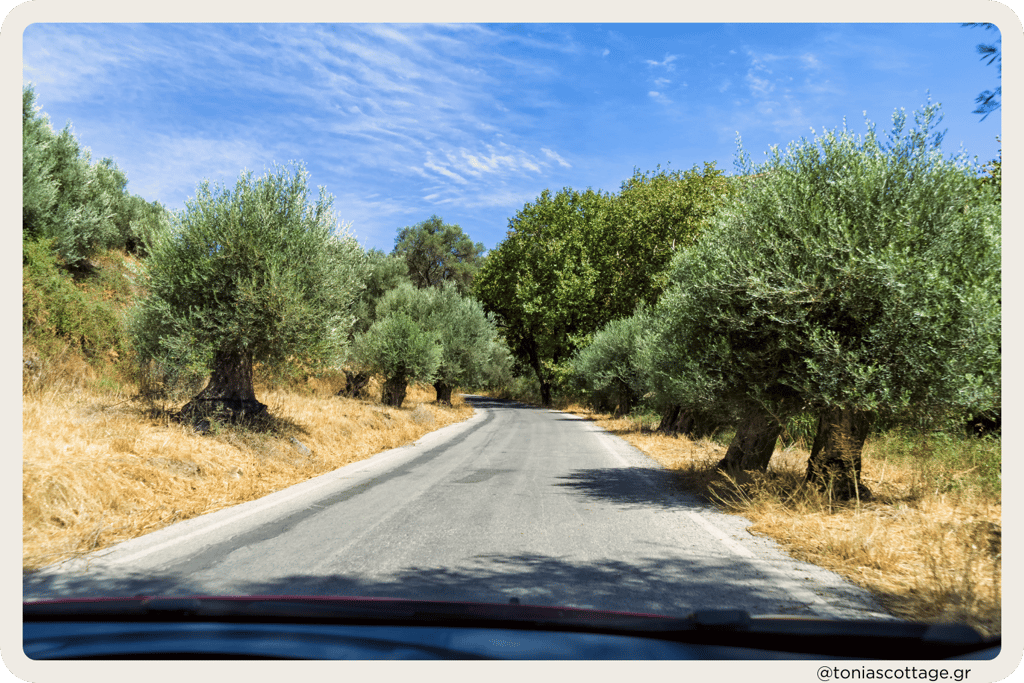 A rental car driving on a road in Crete, surrounded by growing olive trees