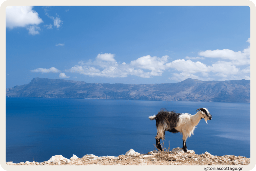 A Cretan wild goat standing on a rocky cliff, overlooking the blue sea below
